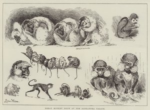 Grand spectacle de singes au palais Alexandra - Louis Wain